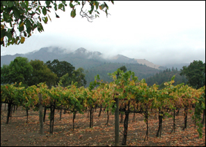 vines